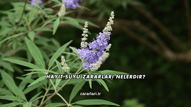 Hayıt Suyu Zararları Nelerdir?