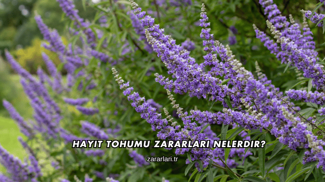 Hayıt Tohumu Zararları Nelerdir?