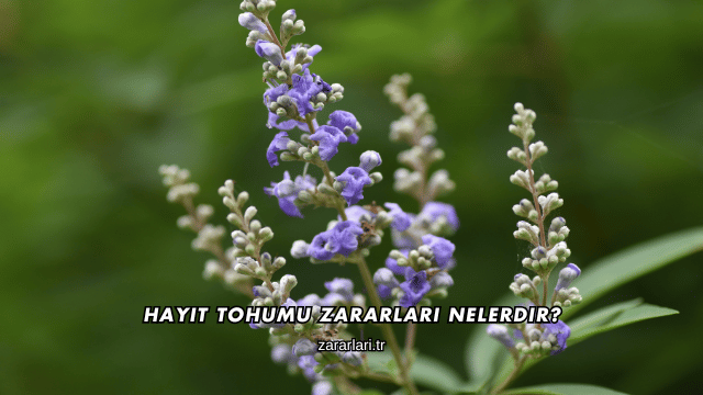 Hayıt Tohumu Zararları Nelerdir?
