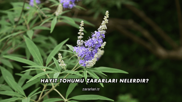 Hayıt Tohumu Zararları Nelerdir?