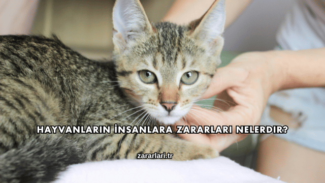 Hayvanların İnsanlara Zararları Nelerdir?