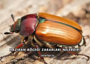 Haziran Böceği Zararları Nelerdir?