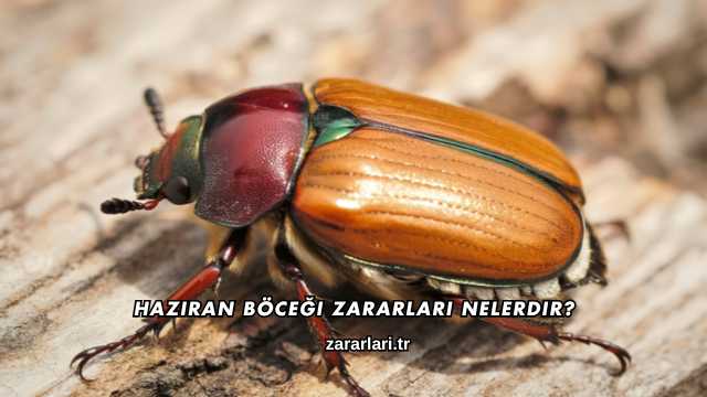 Haziran Böceği Zararları Nelerdir?