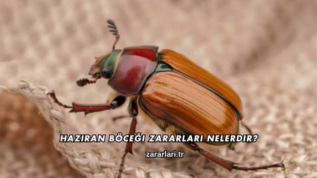 Haziran Böceği Zararları Nelerdir?