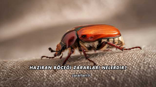 Haziran Böceği Zararları Nelerdir?