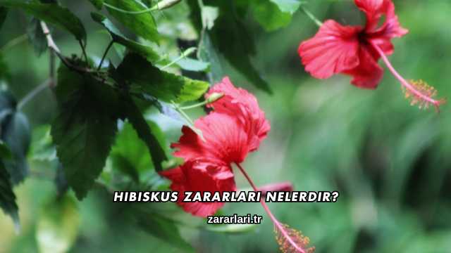 Hibiskus Zararları Nelerdir?