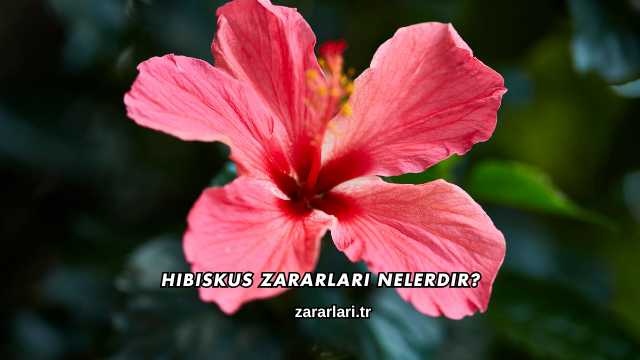 Hibiskus Zararları Nelerdir?