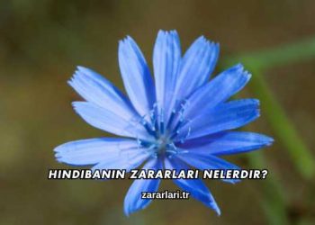 Hindibanın Zararları Nelerdir?