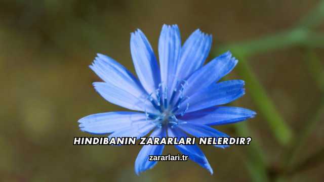 Hindibanın Zararları Nelerdir?