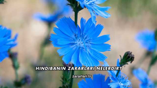 Hindibanın Zararları Nelerdir?