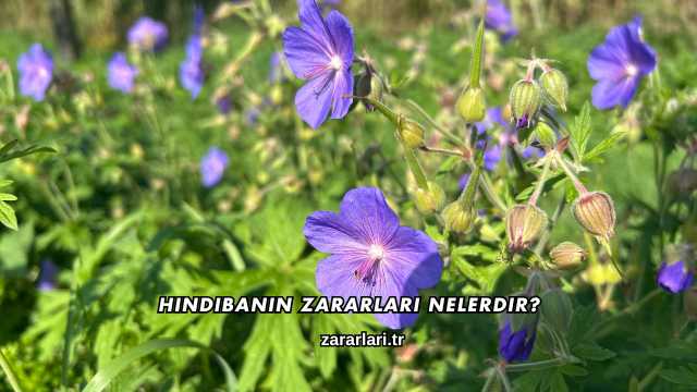 Hindibanın Zararları Nelerdir?
