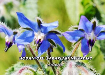 Hodan Otu Zararları Nelerdir?