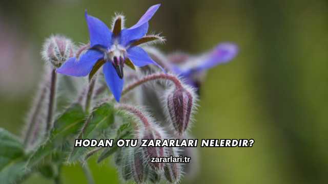 Hodan Otu Zararları Nelerdir?