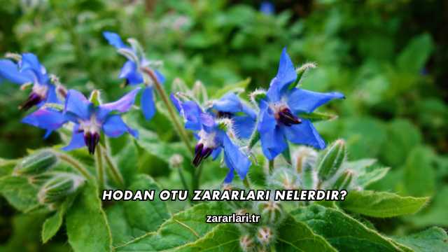 Hodan Otu Zararları Nelerdir?