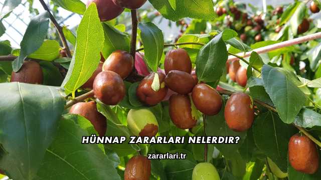Hünnap Zararları Nelerdir?