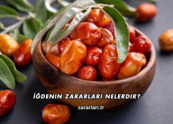 İğdenin Zararları Nelerdir?