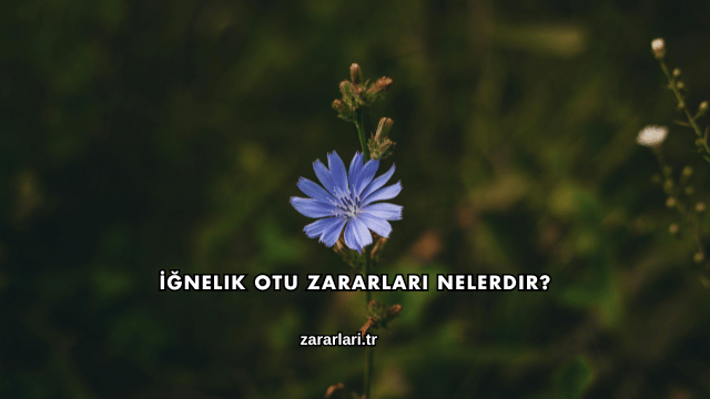 İğnelik Otu Zararları Nelerdir?