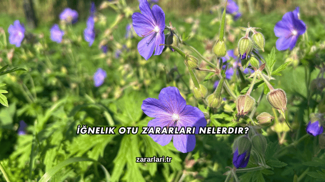 İğnelik Otu Zararları Nelerdir?