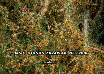 İkşut Otunun Zararları Nelerdir?