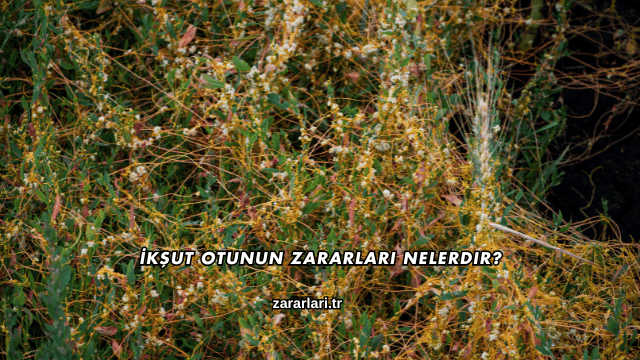 İkşut Otunun Zararları Nelerdir?