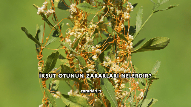 İkşut Otunun Zararları Nelerdir?