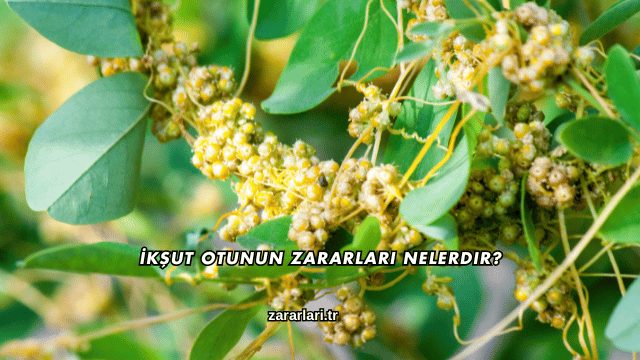 İkşut Otunun Zararları Nelerdir?