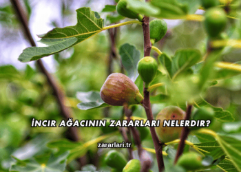 İncir Ağacının Zararları Nelerdir?
