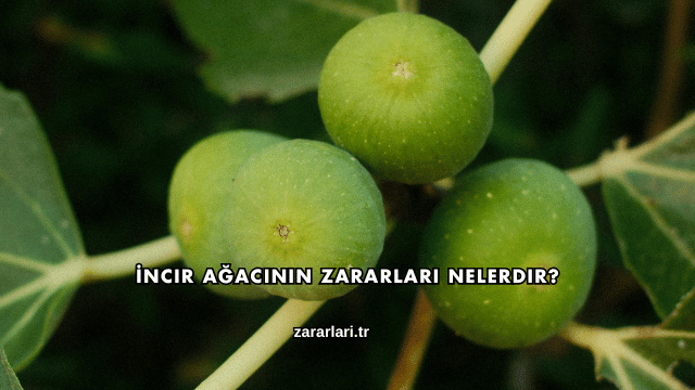 İncir Ağacının Zararları Nelerdir?