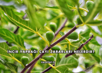 İncir Yaprağı Çayı Zararları Nelerdir?