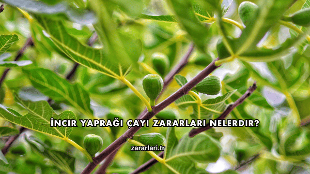 İncir Yaprağı Çayı Zararları Nelerdir?