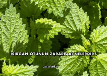 Isırgan Otunun Zararları Nelerdir?