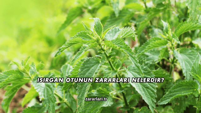 Isırgan Otunun Zararları Nelerdir?