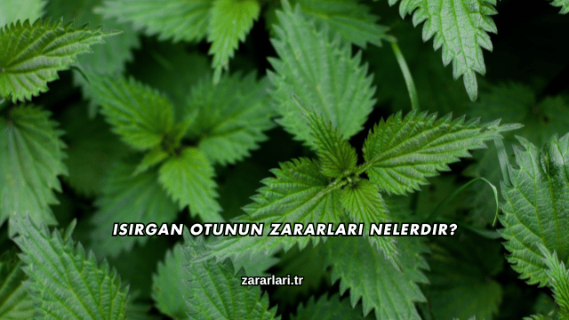 Isırgan Otunun Zararları Nelerdir?