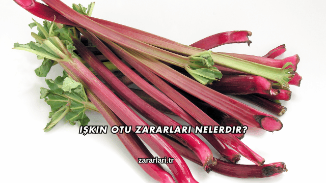 Işkın Otu Zararları Nelerdir?