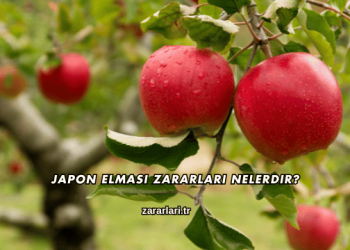 Japon Elması Zararları Nelerdir?