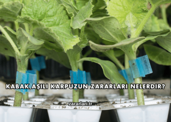 Kabak Aşılı Karpuzun Zararları Nelerdir?