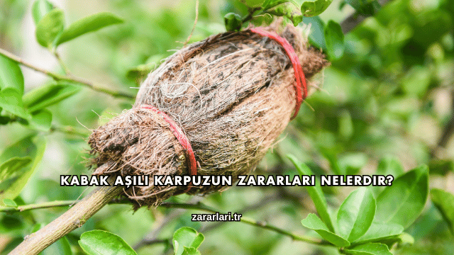 Kabak Aşılı Karpuzun Zararları Nelerdir?