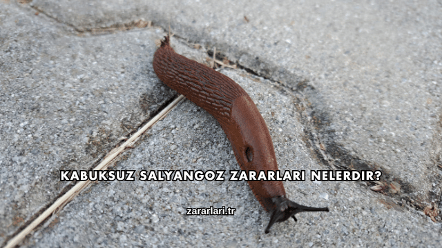 Kabuksuz Salyangoz Zararları Nelerdir?