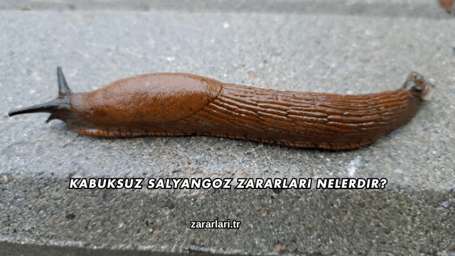 Kabuksuz Salyangoz Zararları Nelerdir?