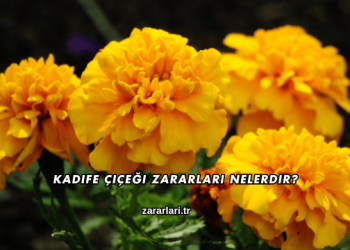 Kadife Çiçeği Zararları Nelerdir?