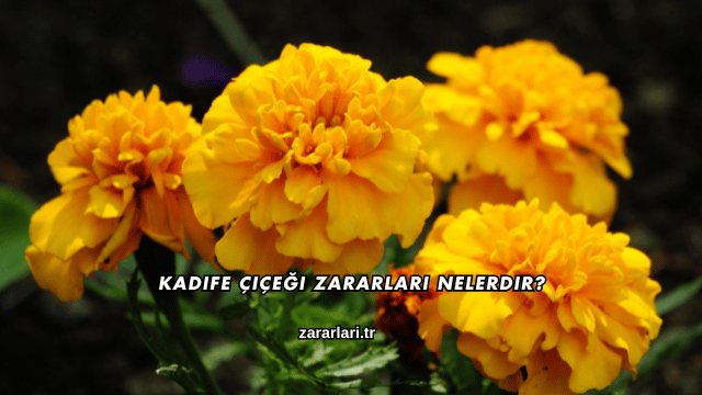 Kadife Çiçeği Zararları Nelerdir?