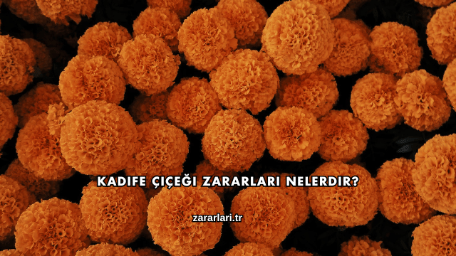 Kadife Çiçeği Zararları Nelerdir?