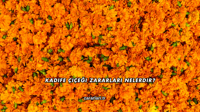 Kadife Çiçeği Zararları Nelerdir?