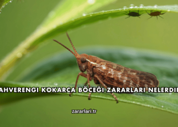 Kahverengi Kokarca Böceği Zararları Nelerdir?