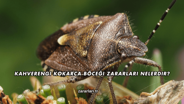Kahverengi Kokarca Böceği Zararları Nelerdir?