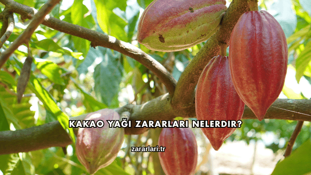 Kakao Yağı Zararları Nelerdir?