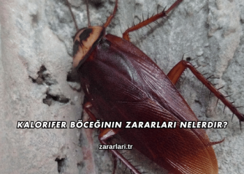 Kalorifer Böceğinin Zararları Nelerdir?
