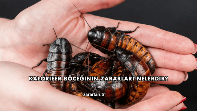 Kalorifer Böceğinin Zararları Nelerdir?