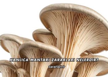Kanlıca Mantarı Zararları Nelerdir?