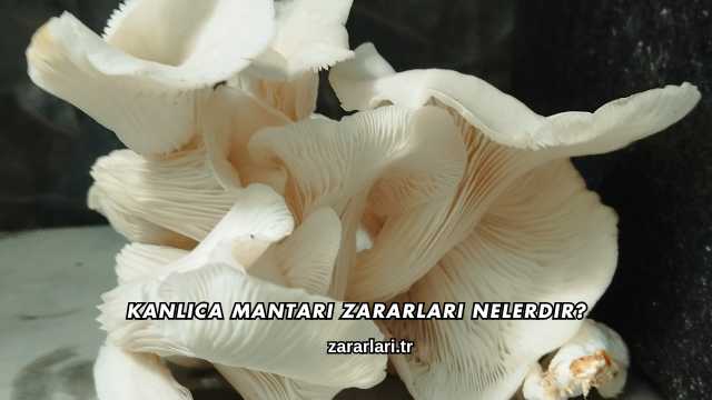 Kanlıca Mantarı Zararları Nelerdir?